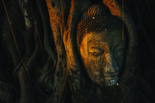 Buddha inside banyan tree