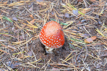 iRed fly agaric closeup in forest. Poisonous mushrooms.