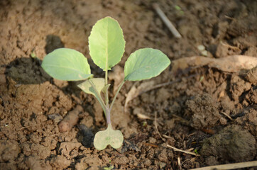 the small ripe green cabbage plant seedlings in the garden.