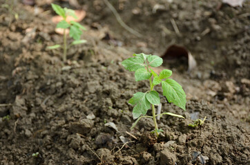 bunch the small ripe green tomato plant seedlings in the garden.