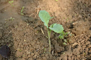 the small ripe green cabbage plant seedlings in the garden.