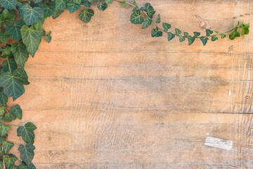 Background - ivy leaves and branches on old plywood