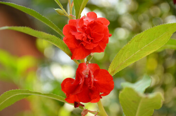 the beautiful red color flower with leaves in the garden.