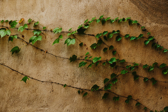 green ivy on grey wall