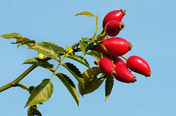 Ripe rosehip