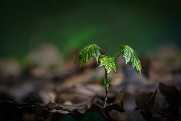 young green plant