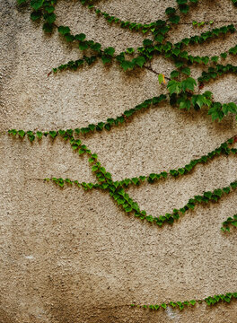 green ivy on grey wall