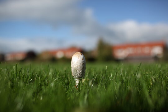 Ink cap fungus (Coprinus comatus?) growing on a grass lawn