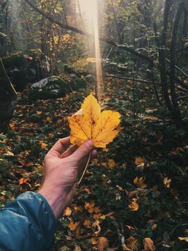 autumn