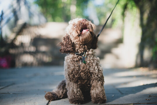 Happy dog looking up at owners
