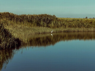 Enjoy the beautiful nature in the Netherlands, Zeeland, Renesse