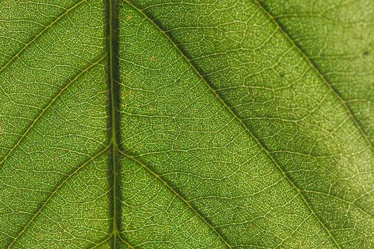 close up of leaf in summer