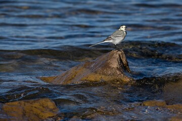 The white wagtail sitting on a brown stone emerging from crystal clear blue water. Bright sunny day at a lake. - Powered by Adobe