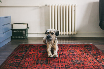 Half breed dog lying on a red carpet