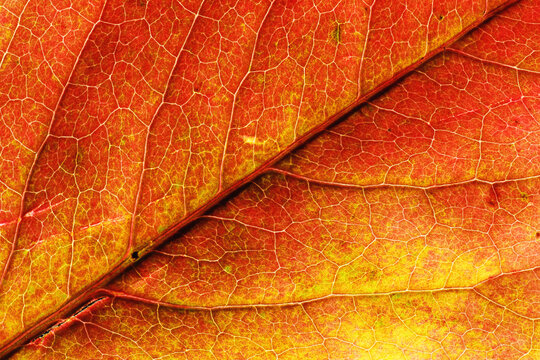 Backlit autumn leaf turning red in fall
