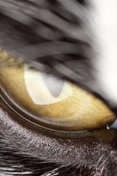 Scary staring eye of a cat