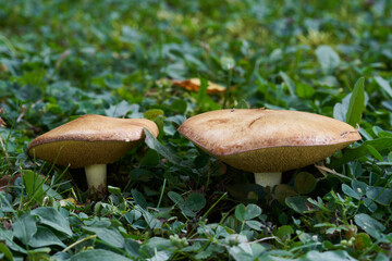Edible mushroom Suillus collinitus on a mowed mountain meadow. Two wild mushrooms growing in the...