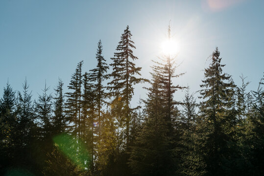 Pacific Northwest Evergreen Trees In The Sun