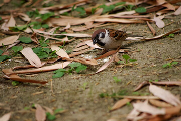 スズメ　sparrow