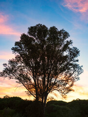 Silueta de un gran árbol al atardecer