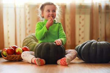 Fototapeta premium Little child choose a pumpkin at autumn. Child sitting on giant pumpkin. Pumpkin is traditional vegetable used on American holidays - Halloween and Thanksgiving Day.