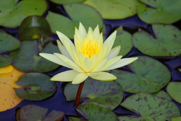 yellow water lily