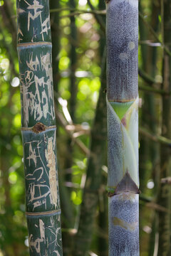 bamboo w grafitti