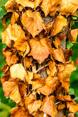 Herbst Blätter wilder Wien braun gelb