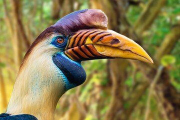 Doppelhornvogel © Peter
