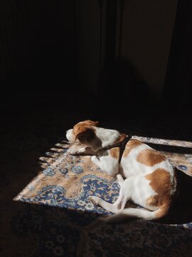 Dog sleeping on the carpet