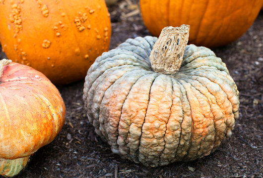 Unusual wrinkled pumpkin