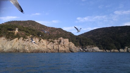 부산 바다 위를 나르는 갈매기 떼