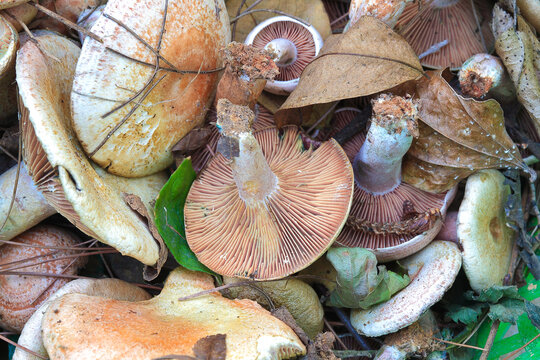 Fresh wild mushrooms