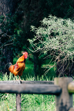 rooster crowing on the fence