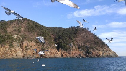 부산 바다 위를 나르는 갈매기 떼