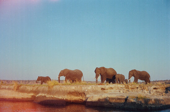 Herd of Elephants In Africa