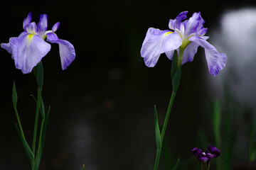  Japanese Iris、花菖蒲