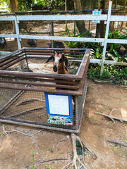 A young goat sits alone in a square cage at the zoo.