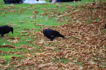 crow on the grass