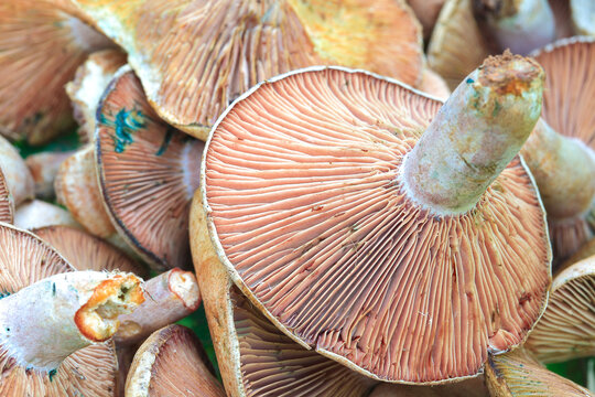 Fresh wild mushrooms