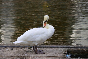 swans on the river