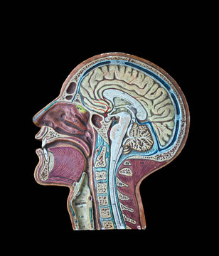 Human Head Anatomy