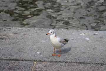 seagull in the city