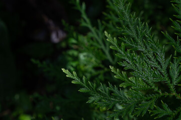 Type of fern leaf in the rainforest of Thailand.