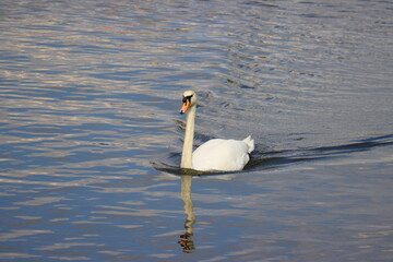 swan on the water