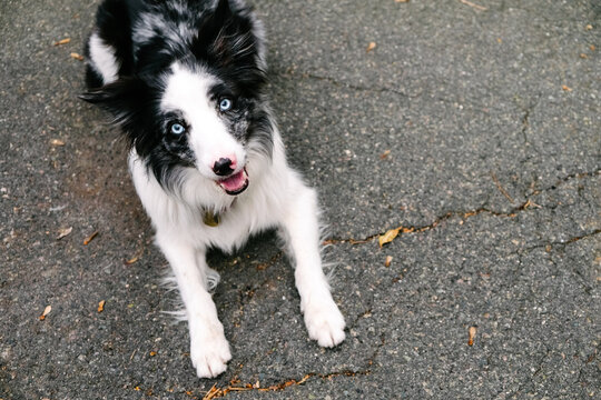 A black and white border collie sitting outside.