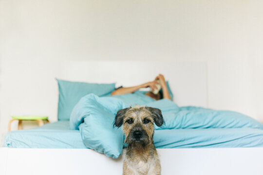 Dog next to the bed, man in a background lying in a bed and browsing on his smart phone