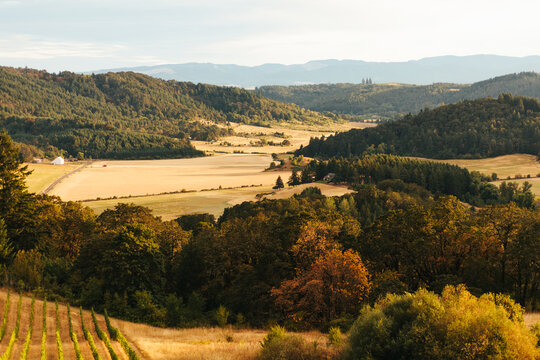 Beautiful Vineyard in the Pacific Northwest