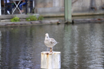 seagull on the pier