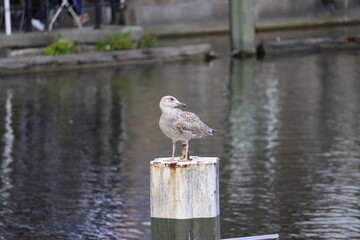 seagull on the pier